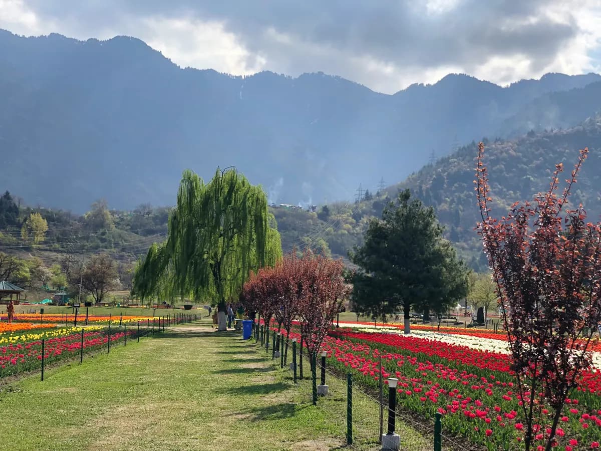 Tulip gardens with the Himalayas behind, Srinagar, Kashmir