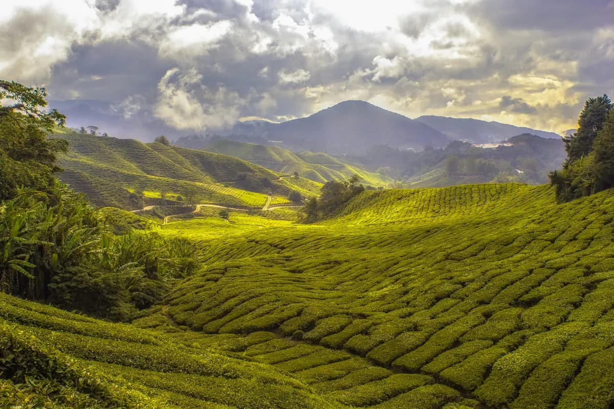 Tea plantation hills, Munnar