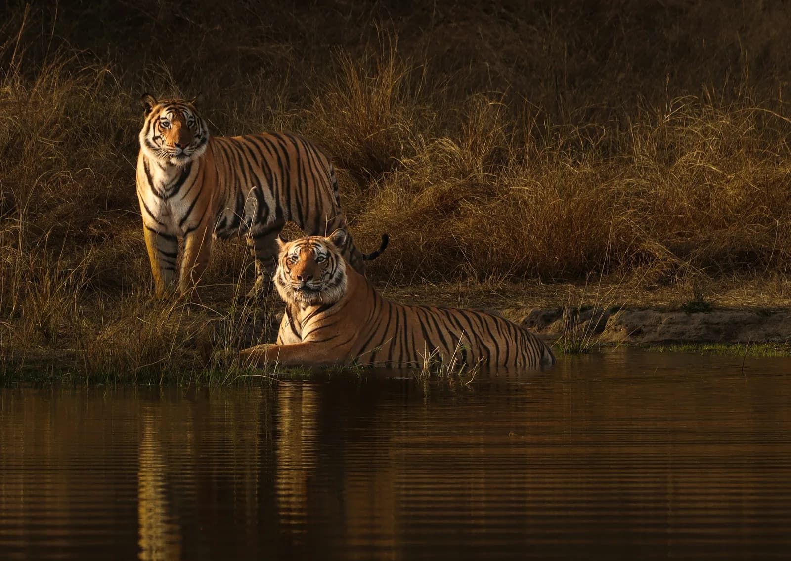 Two tigers at a waterhole, Bandhavgarh National Park