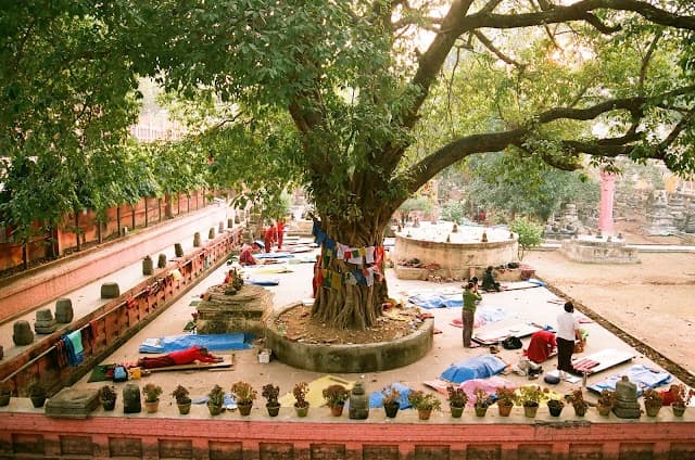The Bodhi Tree behind the Mahabodhi Temple, Bodh Gaya