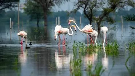 Misty wetland at dawn, Keoladeo National Park, Bharatpur